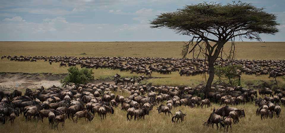 1.Serengeti Migration, 12 Natural Wonders of the World Our planet